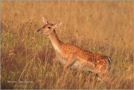 <p>DANĚK SKVRNITÝ (Dama dama) Šluknovsko - Knížecí /Fallow deer - Damhirsch/</p>